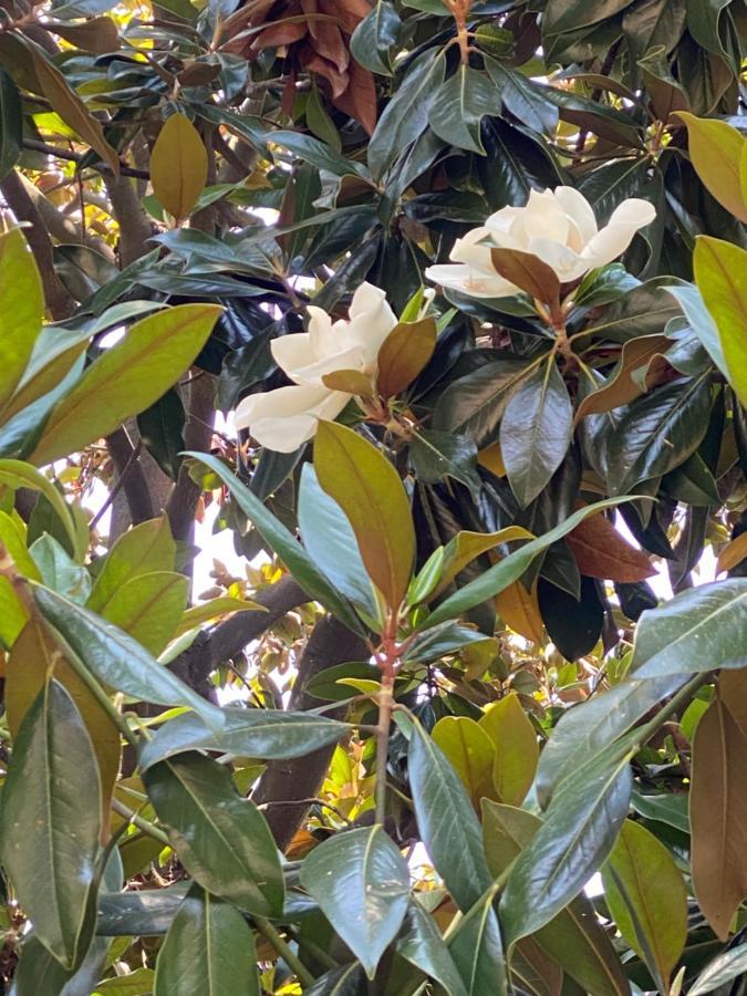 Le Magnolie Bed and Breakfast Santa Margherita Ligure Esterno foto